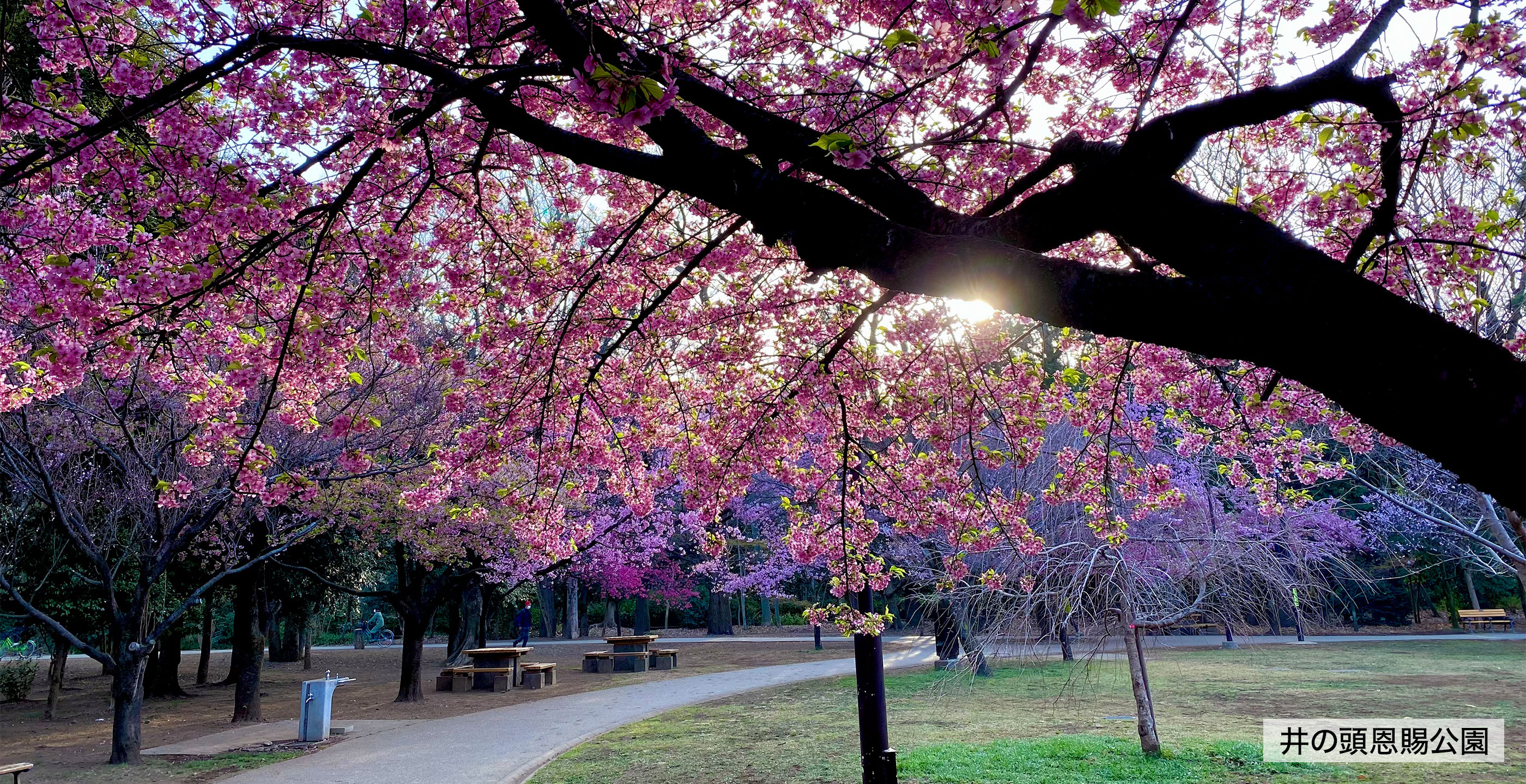 地域の人々が健やかに過ごせるように、支えるための情報をお伝えします。